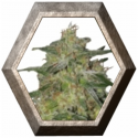 Royal Highness 1 semilla Royal Queen Seeds