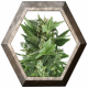 Royal Kush Auto 1 semilla Royal Queen Seeds ROYAL QUEEN SEEDS ROYAL QUEEN SEEDS