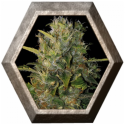 Santa Muerte 3 semillas Blim Burn Seeds BLIM BURN SEEDS BLIM BURN