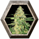 Original Clon 3 semillas Blim Burn Seeds BLIM BURN SEEDS BLIM BURN