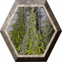 Mango Haze Regular 15 semillas Mr Nice Seedbank MR NICE SEEDBANK MR NICE SEEDBANK