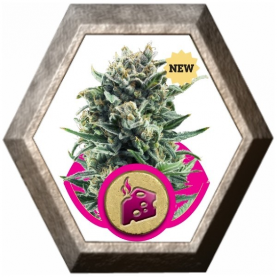 Blue Cheese 1 semilla Royal Queen Seeds ROYAL QUEEN SEEDS ROYAL QUEEN SEEDS