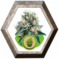 Royal Creamatic Auto 1 semilla Royal Queen Seeds ROYAL QUEEN SEEDS ROYAL QUEEN SEEDS