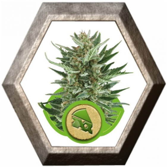 Royal Cheese Auto 1 semilla Royal Queen Seeds ROYAL QUEEN SEEDS ROYAL QUEEN SEEDS