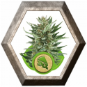 Royal Cheese Auto 1 semilla Royal Queen Seeds