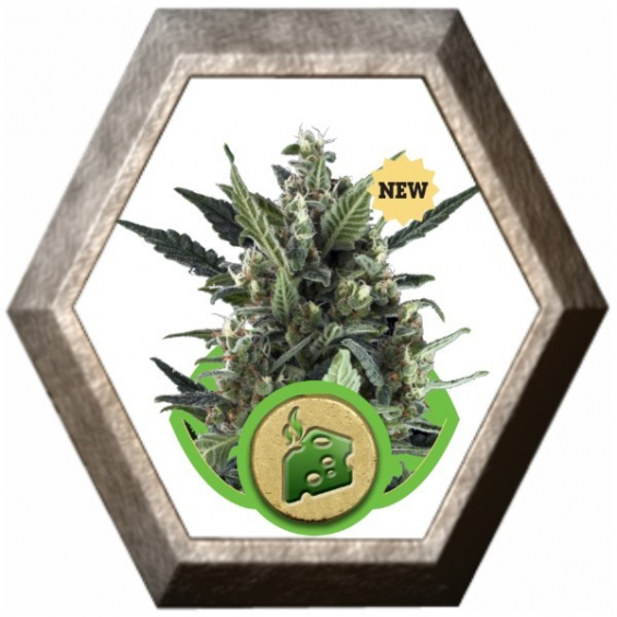 Blue Cheese Auto 1 semilla Royal Queen Seeds ROYAL QUEEN SEEDS ROYAL QUEEN SEEDS