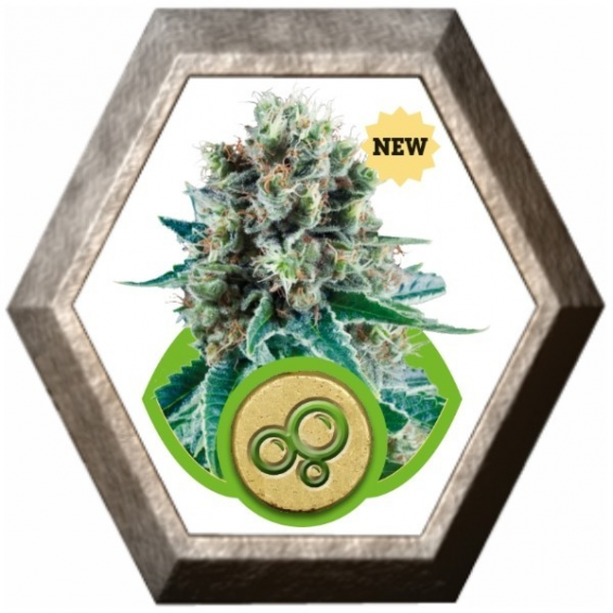 Bubble Kush Auto 1 semilla Royal Queen Seeds ROYAL QUEEN SEEDS ROYAL QUEEN SEEDS