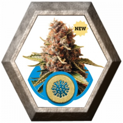 Euphoria 1 semilla Royal Queen Seeds ROYAL QUEEN SEEDS ROYAL QUEEN SEEDS