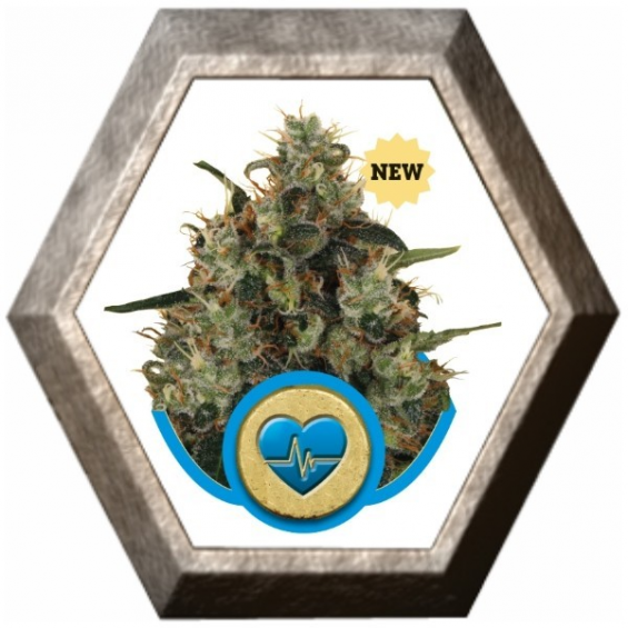 Medical Mass 1 semilla Royal Queen Seeds ROYAL QUEEN SEEDS ROYAL QUEEN SEEDS