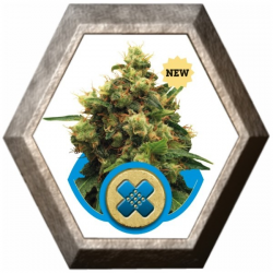 Painkiller XL 1 semilla Royal Queen Seeds ROYAL QUEEN SEEDS ROYAL QUEEN SEEDS