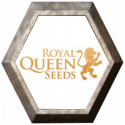 Feminized Mix 3 semillas Royal Queen Seeds