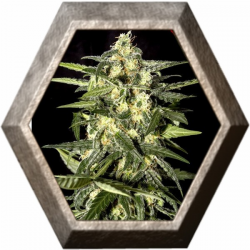 Jack Herer Auto 3 semillas Green House Seeds GREEN HOUSE SEEDS GREEN HOUSE SEEDS