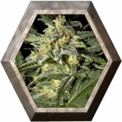 White Widow Auto 1 semilla Green House Seeds GREEN HOUSE SEEDS GREEN HOUSE SEEDS