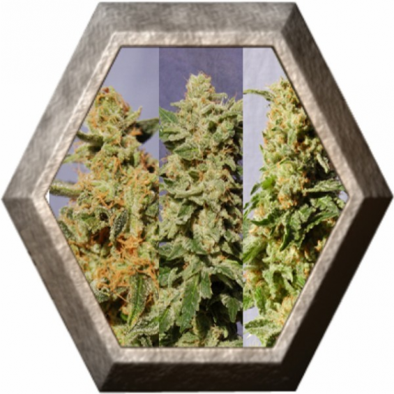 Crystal Mix 9 semillas Kannabia seeds KANNABIA KANNABIA