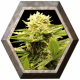 Black Dream 3 semillas Eva seeds EVA SEEDS EVA FEMALE SEEDS