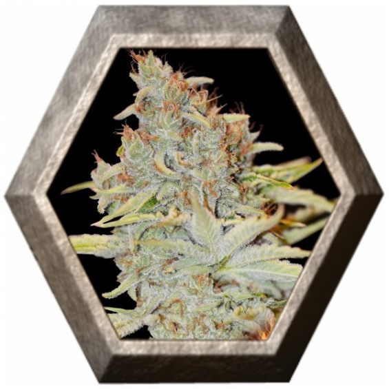 Furious Candy 3 semillas Eva seeds EVA SEEDS EVA FEMALE SEEDS