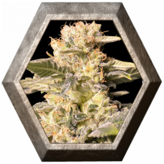 TNT Kush CBD 3 semillas Eva seeds EVA SEEDS EVA FEMALE SEEDS