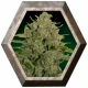 Triple Cheese 1 semilla Barney's Farm Seeds