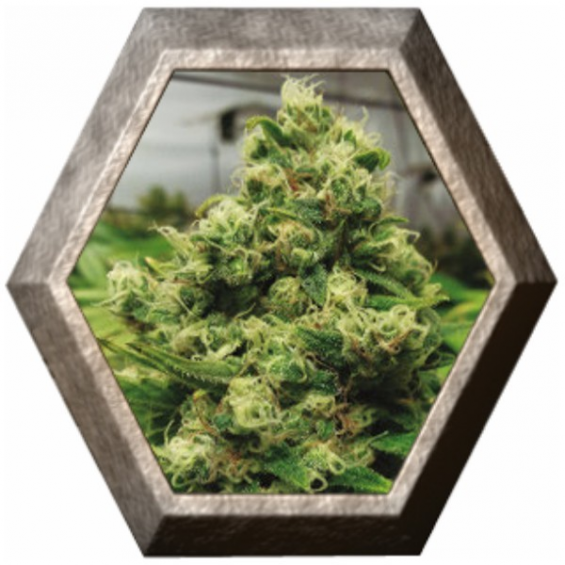 CBD Black Widow 1 semilla Positronic Seeds POSITRONIC SEEDS POSITRONICS SEEDS