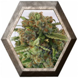 CBD Critical 47 1 semilla Positronic Seeds POSITRONIC SEEDS POSITRONICS SEEDS