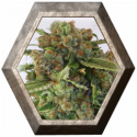 CBD Critical 47 1 semilla Positronic Seeds