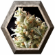 Super OG Kush 1 semilla Pyramid Seeds PYRAMID SEEDS PYRAMID SEEDS