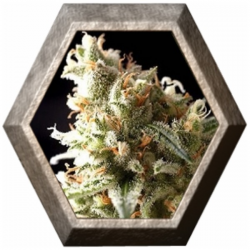 Super OG Kush 1 semilla Pyramid Seeds PYRAMID SEEDS PYRAMID SEEDS