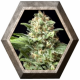 Auto Alpujarreña 1 semilla Pyramid Seeds PYRAMID SEEDS PYRAMID SEEDS