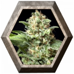 Auto Alpujarreña 1 semilla Pyramid Seeds PYRAMID SEEDS PYRAMID SEEDS