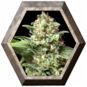 Auto Alpujarreña 1 semilla Pyramid Seeds