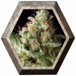 Auto American Pie 1 semilla Pyramid Seeds PYRAMID SEEDS PYRAMID SEEDS