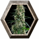 Auto Amnesia Gold 1 semilla Pyramid Seeds PYRAMID SEEDS PYRAMID SEEDS