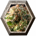 Auto Fresh Candy 1 semilla Pyramid Seeds