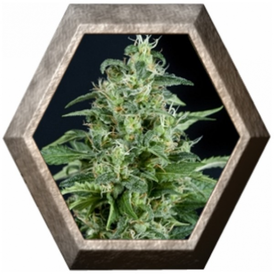 Auto Kryptonite 1 semilla Pyramid Seeds PYRAMID SEEDS PYRAMID SEEDS