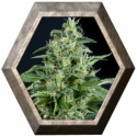 Auto Kryptonite 1 semilla Pyramid Seeds