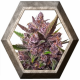 AutoBlackberry Kush 3 semillas Dutch Passion Seeds DUTCH PASSION SEEDS DUTCH PASSION SEEDS