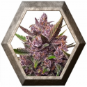 AutoBlackberry Kush 3 semillas Dutch Passion Seeds