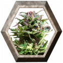 Forest Dream 3 semillas Dutch Passion Seeds