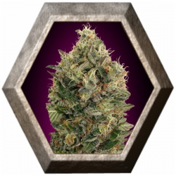 Auto Black Diesel 1 semilla Advanced Seeds ADVANCED SEEDS ADVANCED SEEDS