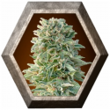 Auto Jack Herer 1 semilla Advanced Seeds