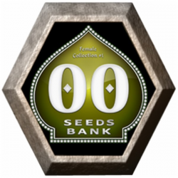 Femenized Collection 1 6 semillas 00 Seeds Bank 00 SEEDS BANK 00 SEEDS BANK