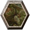 One To One 1 semilla CBD Medical Seeds