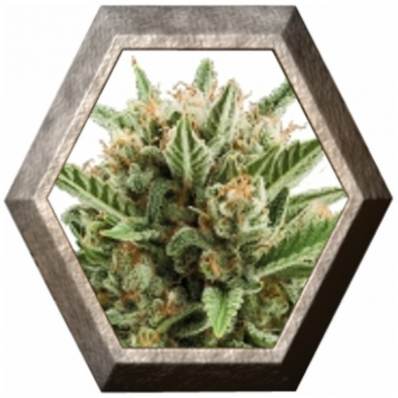 Sweet Skunk Auto 1 semilla Royal Queen Seeds ROYAL QUEEN SEEDS ROYAL QUEEN SEEDS