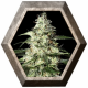 Skunk Auto 3 semillas Strain Hunters  STRAIN HUNTERS STRAIN HUNTERS