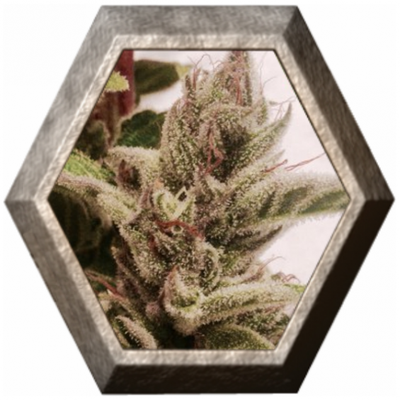 CBD Ultra 1 semilla Pure Seeds PURE SEEDS PURE SEEDS