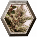 CBD Ultra 1 semilla Pure Seeds