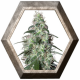 Pulsar 1 semilla Buddha Seeds BUDDHA SEEDS BUDDHA SEEDS