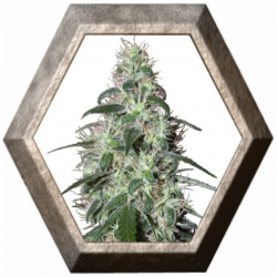 Pulsar 1 semilla Buddha Seeds BUDDHA SEEDS BUDDHA SEEDS