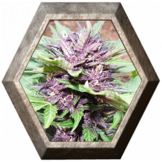 Jota Mayúscula Purple Auto 1 semilla Delicious Seeds DELICIOUS SEEDS DELICIOUS SEEDS