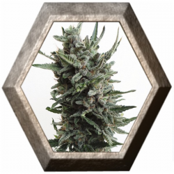 Critical Hog Auto 2 semillas TH Seeds TH SEEDS TH SEEDS